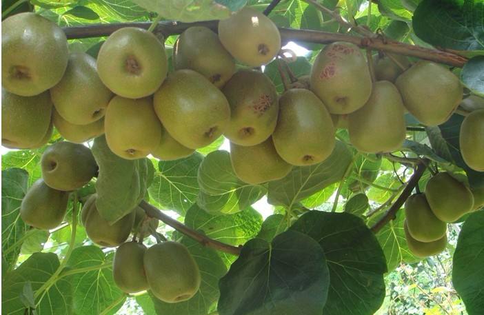 農(nóng)業(yè)品牌策劃：銷售獼猴桃時做品牌策劃的創(chuàng)意分析