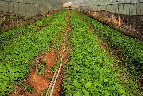 農(nóng)產(chǎn)品品牌策劃公司如何培養(yǎng)團隊？