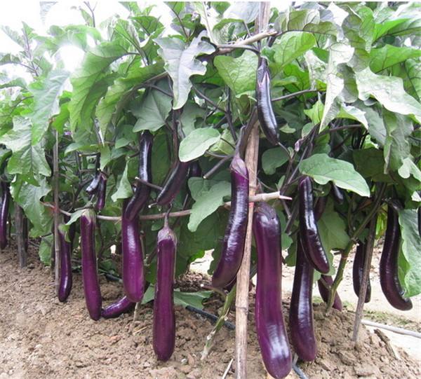 如何農(nóng)產(chǎn)品品牌設(shè)計影響用戶？