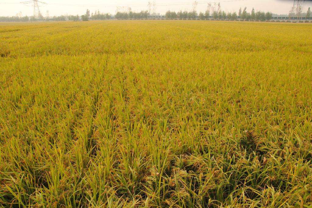 品牌定位，農(nóng)業(yè)品牌定位，大米品牌定位