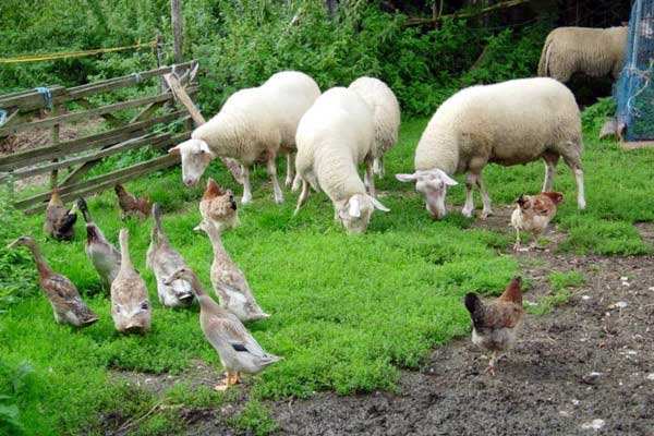 有機(jī)農(nóng)業(yè)品牌定位，農(nóng)業(yè)品牌定位