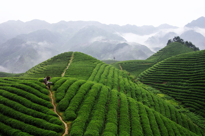 品牌形象，農(nóng)業(yè)品牌定位