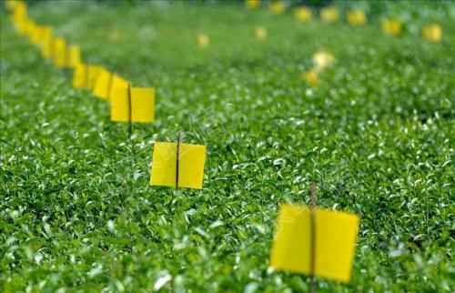 農(nóng)業(yè)品牌策劃，農(nóng)業(yè)品牌策劃公司