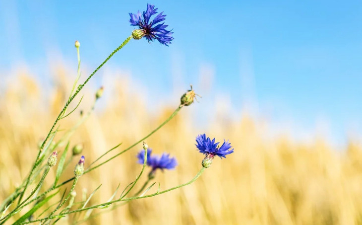 品牌全案設計的6個階段