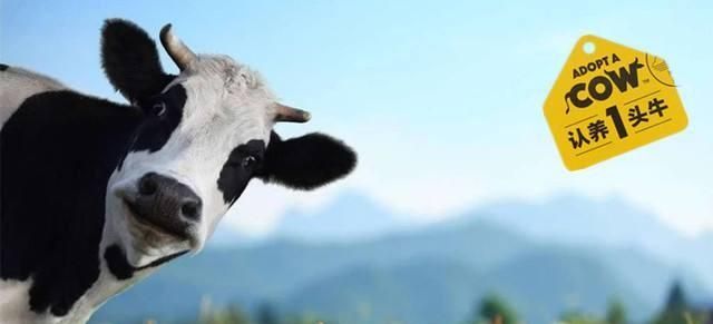 品牌戰(zhàn)略與營銷咨詢：認養(yǎng)一頭牛，乳業(yè)紅海突破之路