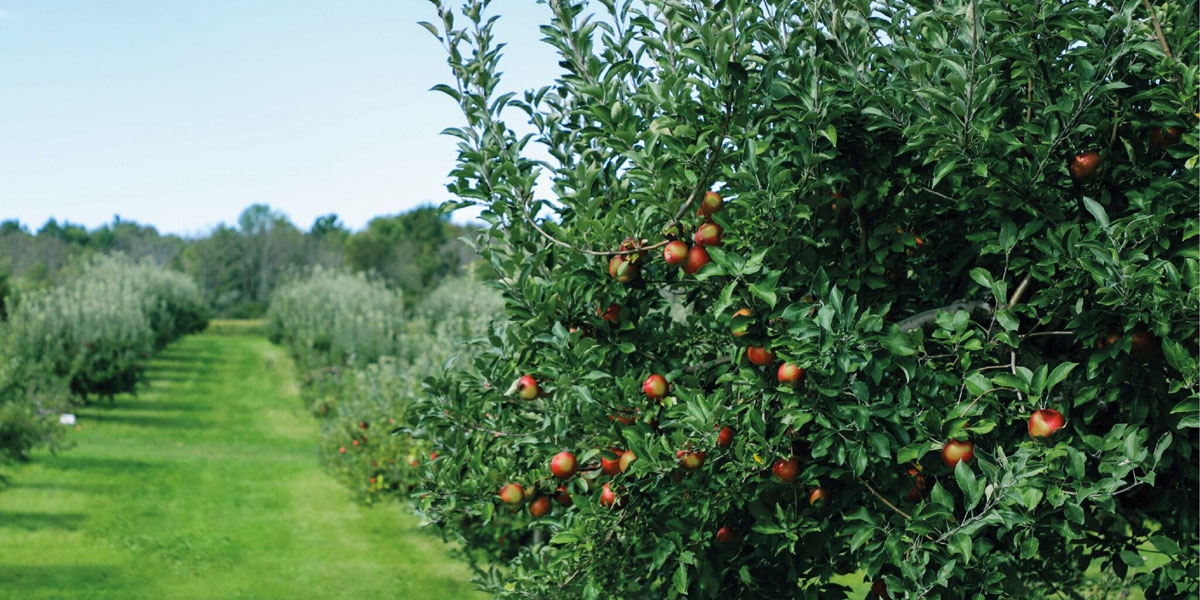 果業(yè)公司品牌建設(shè)：水果品牌設(shè)計(jì)