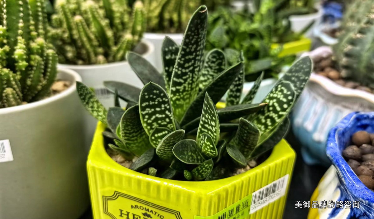 美御淺析盆栽綠植品牌營(yíng)銷策劃建議 美御淺析盆栽綠植品牌營(yíng)銷策劃建議