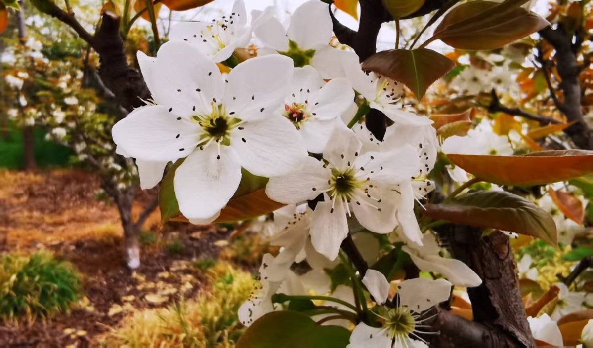 農(nóng)業(yè)企業(yè)是否需要做品牌：品牌建設(shè)的價(jià)值有哪些？