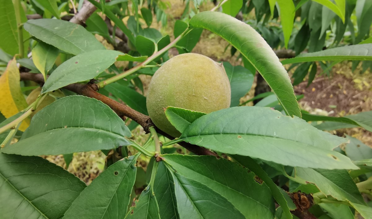 水蜜桃產(chǎn)業(yè)發(fā)展機(jī)會與品牌農(nóng)業(yè)建設(shè)策劃指南