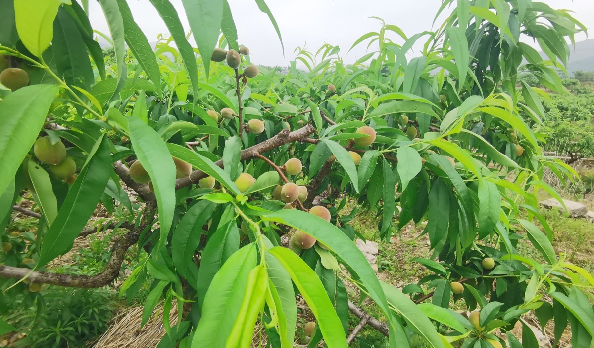 水蜜桃產(chǎn)業(yè)發(fā)展機(jī)會與品牌農(nóng)業(yè)建設(shè)策劃指南